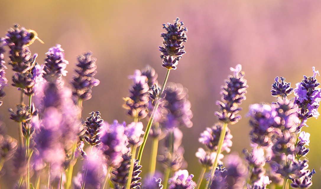 Aceite Esencial de Lavanda (Lavandula angustifolia) 15 ml — imagen 4